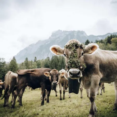 Boutique Mit Garage Skiraum Und Skibus Inklusive Apartamento Mellau